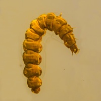 al049_larva