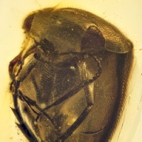 al07_coleoptera_mordellidae_-_tumbling_flower_beetle