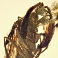 al13_coleoptera_ripiphoridae