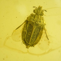 al17_hemiptera_aradidae_hymenoptera_bethylidae_coleoptera_byrrhidae