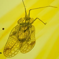 al20_hemiptera_tingidae_tinginae