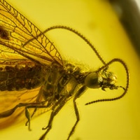 al30_neuroptera_hemerobiidae_brown_lacewing