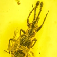 al33_coleoptera_staphylinidae_pselaphinae_-_ant_loving_beetle_1434402171