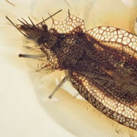 al43_hemiptera_tingidae_cantacaderinae_phatnoma