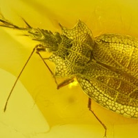 al50_heteroptera_tingidae_cantacaderinae_phatnoma_-_lace_bug