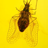 al53_hemiptera_tingidae_tinginae