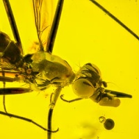 al54_diptera_micropezidae_-_very_nice_stilt-legged_fly