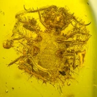 al58_owlfly_larva_fossil_on_dominican_amber_neuroptera_ascalaphidae