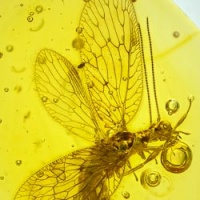 al60_neuroptera_hemerobiidae_-_brown_lacewings