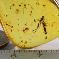 amber_fossil_authentic_dominican_inclusion_hymenoptera_ichneumonidae