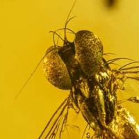 amber_fossil_diptera_pipunculidae_dominican_specimen