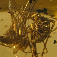 amblypygi_fighting_with_spider_amber_fossil_dominican_specimen_1489108446