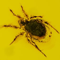 arachnida_acarina_mite