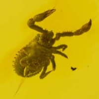 arachnida_live_like_pseudoscorpion