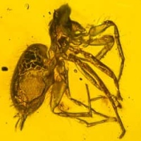 arachnida_salticidae_spider