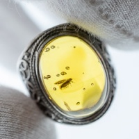 bap1189_psyllidae_ring_surface