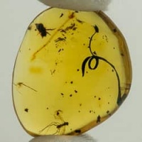 botanical_and_fly_on_clear_amber_piece