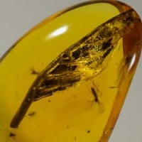 botanical_inclusion_dominican_amber_fossil