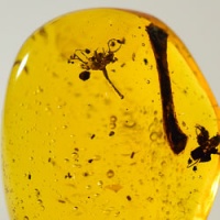 cativo_flower_dominican_amber