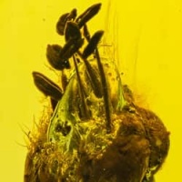 cativo_flower_dominican_amber_fossil_inclusion