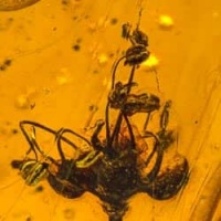 cativo_flower_inclusion_fossil_on_dominican_amber