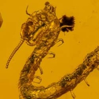 chilopoda_geophilomorpha_1341794724