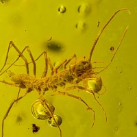 chilopoda_scutigeromorpha_1485808425