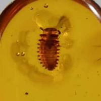 coccinellidae_larva_on_dominican_amber