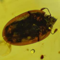 coleoptera_chrysomelidae_cassidinae