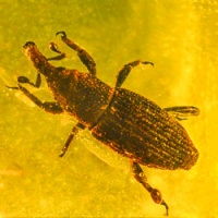 coleoptera_curculionidae_fossil_inclusion_in_dominican_amber