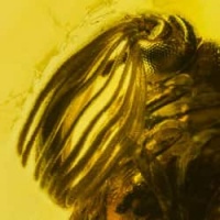 coleoptera_rhipiphoridae_wedge_shaped_beetle_640016703