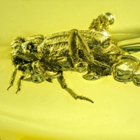 coleoptera_scarabidae