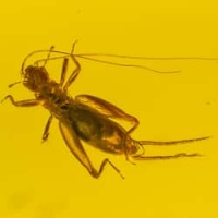 cricket_and_diptera_on_clear_dominican_amber_piece