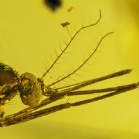 diptera_culicidae