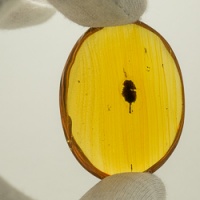 dominican_amber_fossil_inclusion__little_unburned_leaf