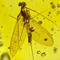 dominican_amber_fossil_inclusion_ephemeroptera_mayfly