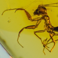 dominican_amber_fossil_nymph_of_mantodea