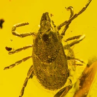 hard_tick_acarina_ixodidae