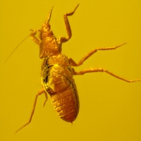 hemiptera