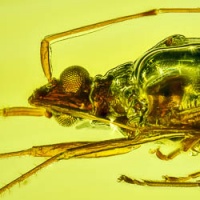 hemiptera_765385924