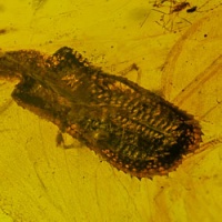 hemiptera_aradidae