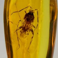 hemiptera_inclusion_on_dominican_amber