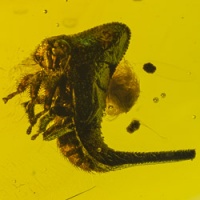 homoptera_membracidae_fossil_dominican_amber