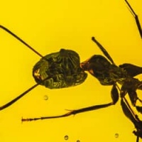 hymenoptera_ant