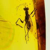 hymenoptera_dryinidae_inclusion_dominican_amber