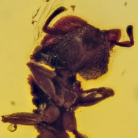 hymenoptera_formicidae_myrmicinae_zacryptocerus