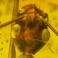 hymenoptera_formicidae_ponerinae