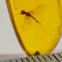 incredible_ephemeroptera_inclusion_on_dominican_amber