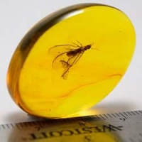 isoptera_fossil_inclusion_dominican_amber