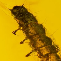 larva